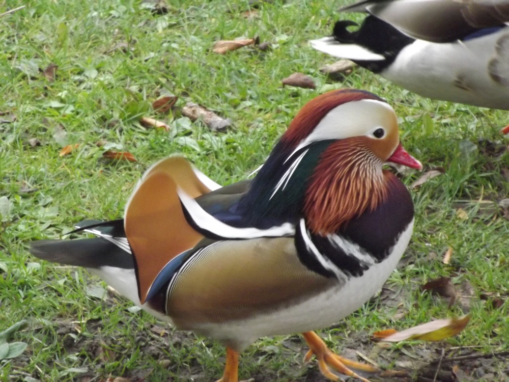 Photograph of Mandarin Duck