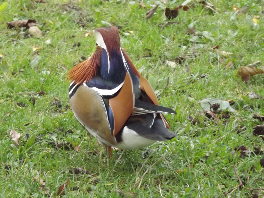 Photograph of Swanley Park Mandarin Duck