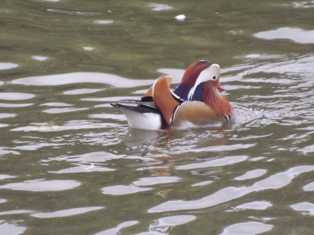 Photograph of Swanley Park