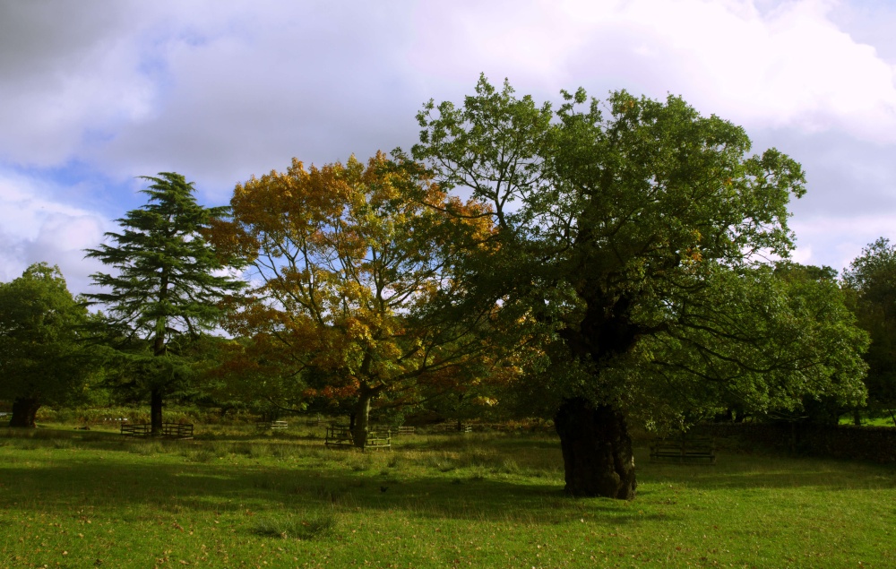Bradgate Park