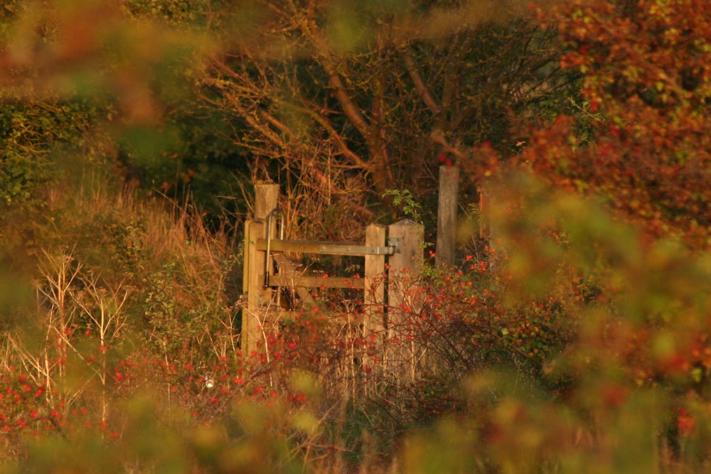 Barnack Hills & Holes NNR