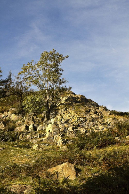 High Sweden Coppice 2