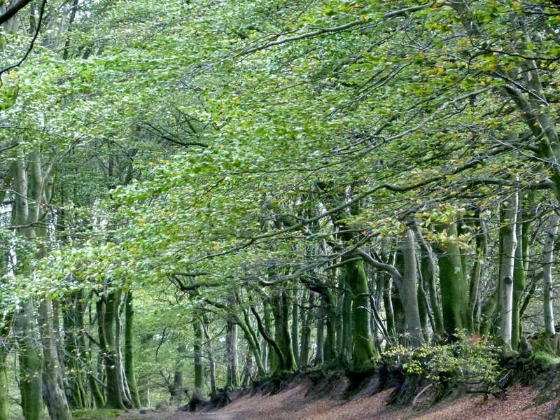 Quantock Hills