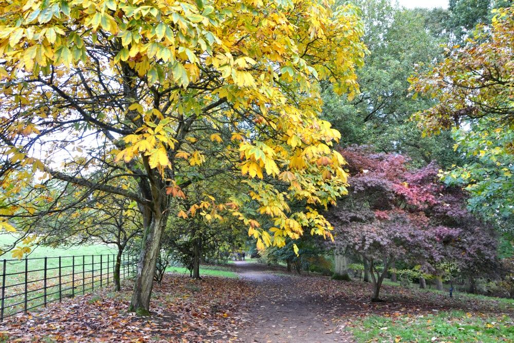 Photograph of Autumn colours
