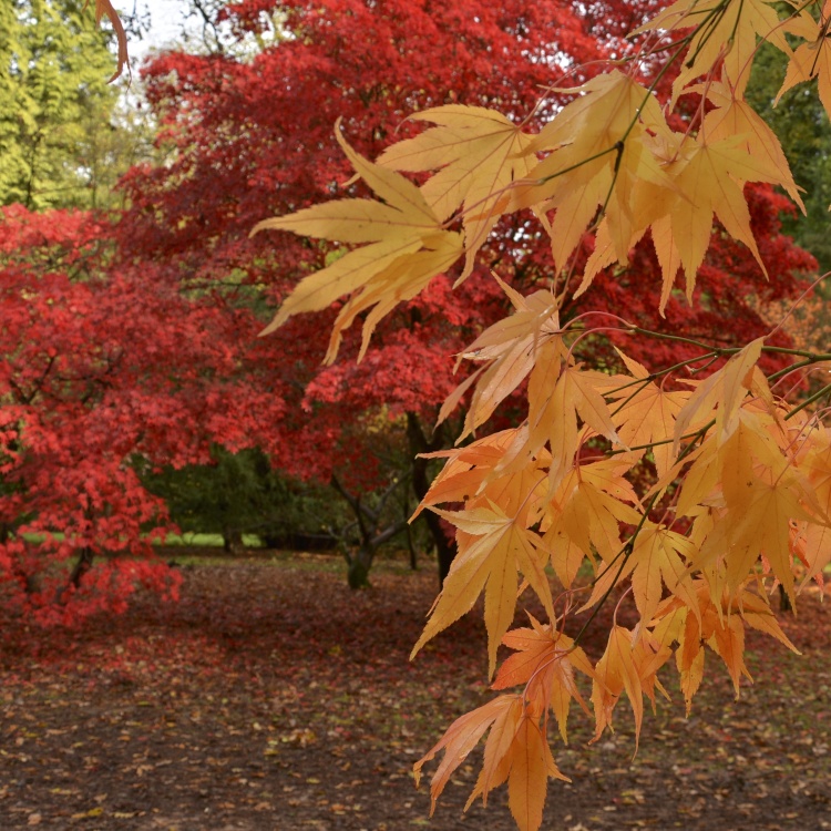 Westonbirt Arboretum, Gloucestershire