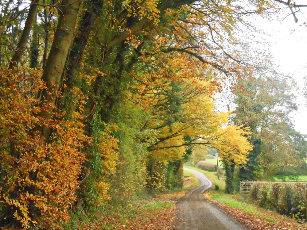 Leaving Cawston Woods