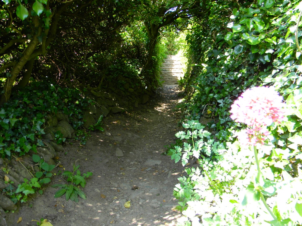 Along the coastal footpath from Port Isaac to Port Quin.