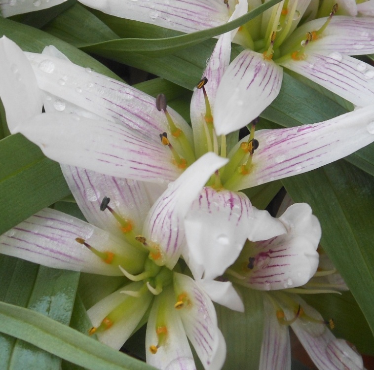 Flowers, Kew Gardens