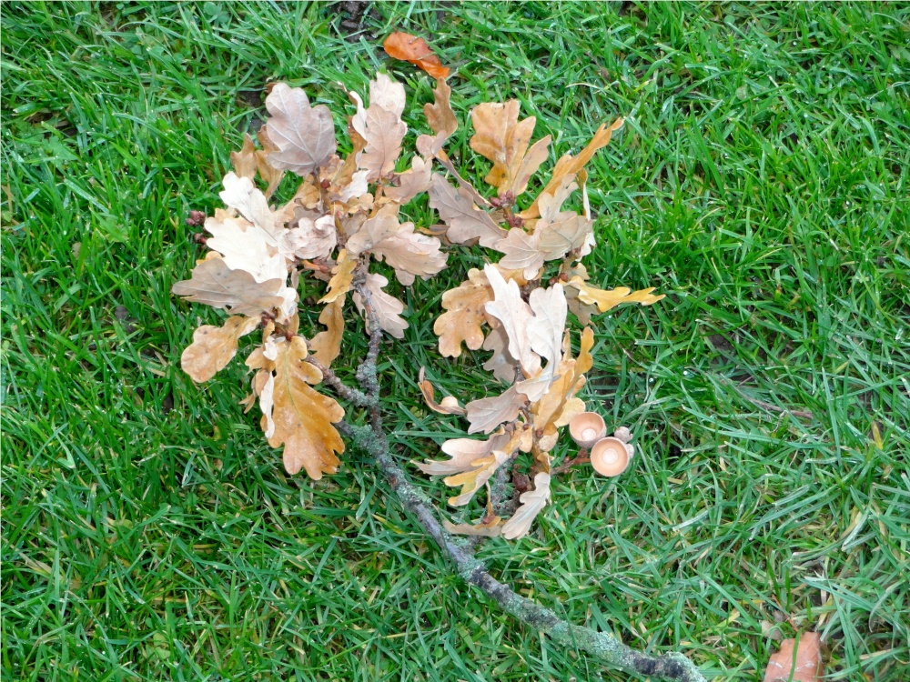 Fallen Leaves at Nidd.