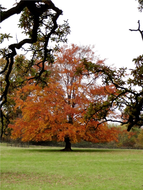 Autumn Colours in the Parkland at Nidd.