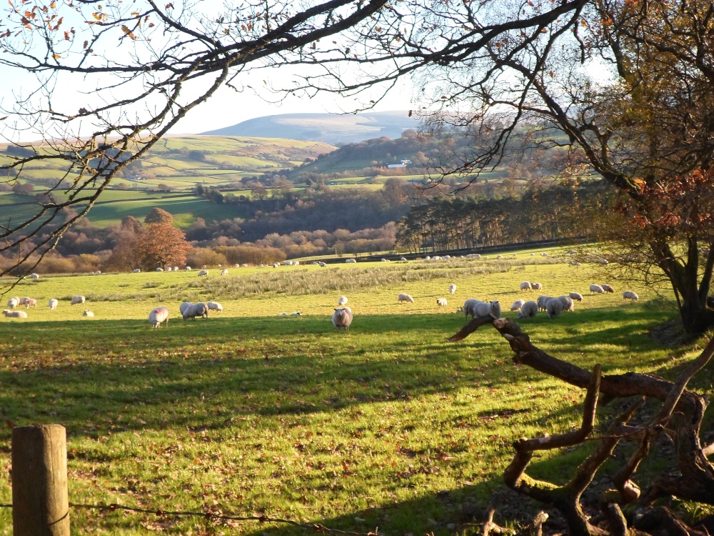 Pastoral scene near Trecastle