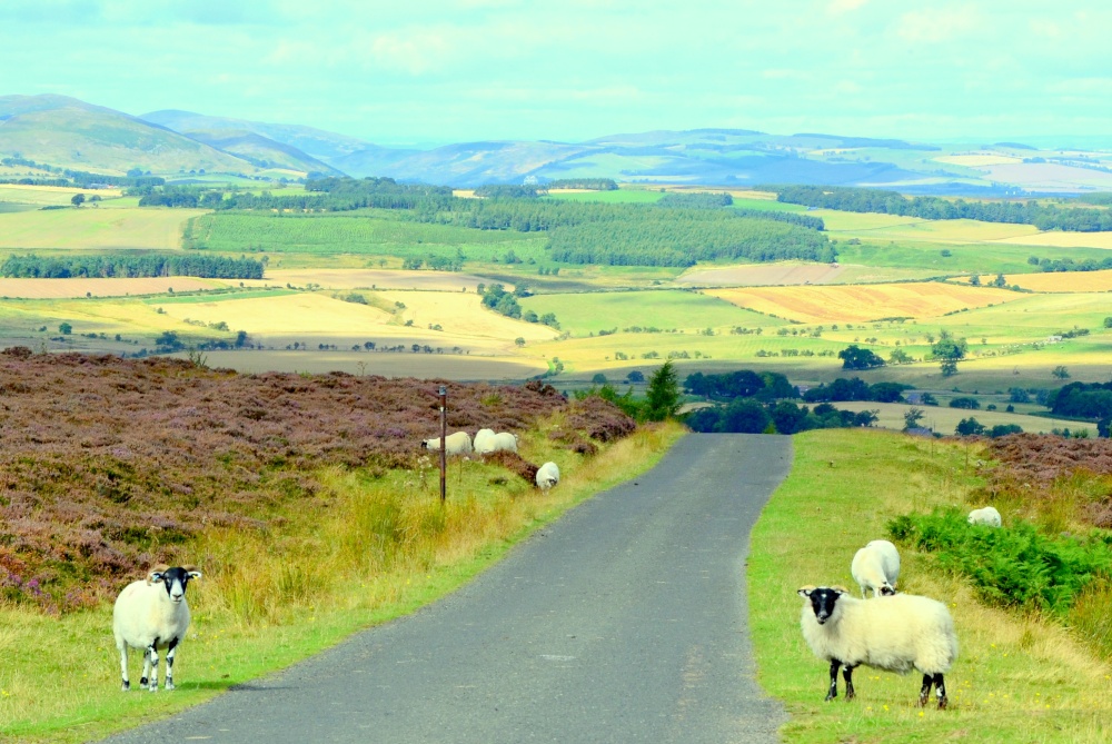 Cheviot Hills