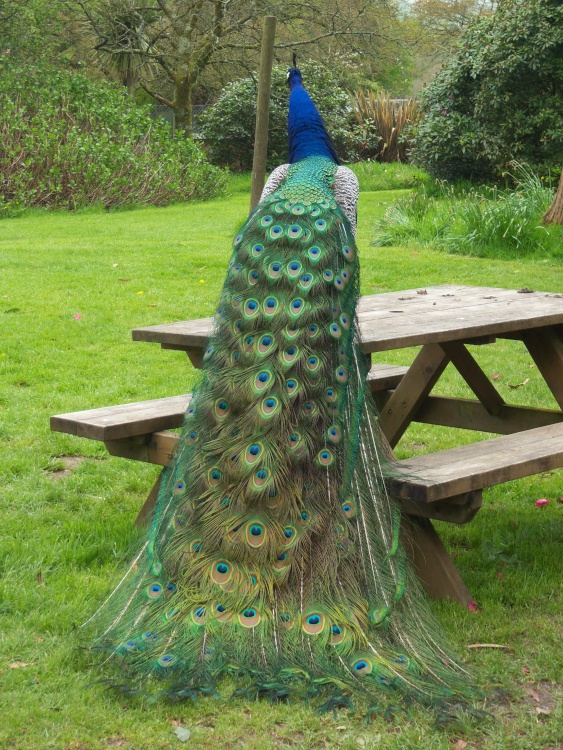 The reluctant Peacock