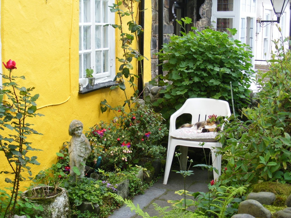 The Clovelly Cat Napping