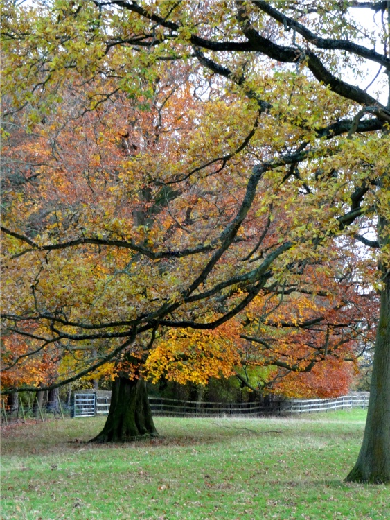 Parkland at Nidd in Autumn.