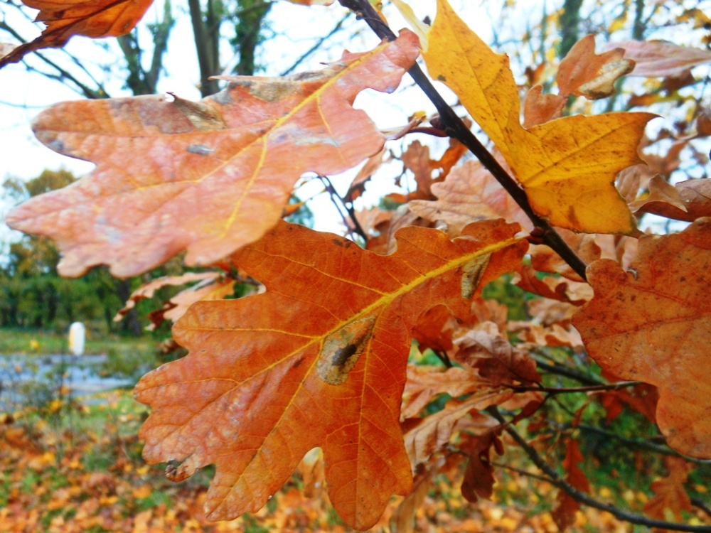 Photograph of Autumn Leaves, Cawston