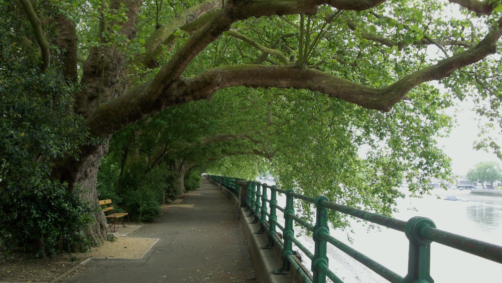 Photograph of Fulham Park on the River Thames