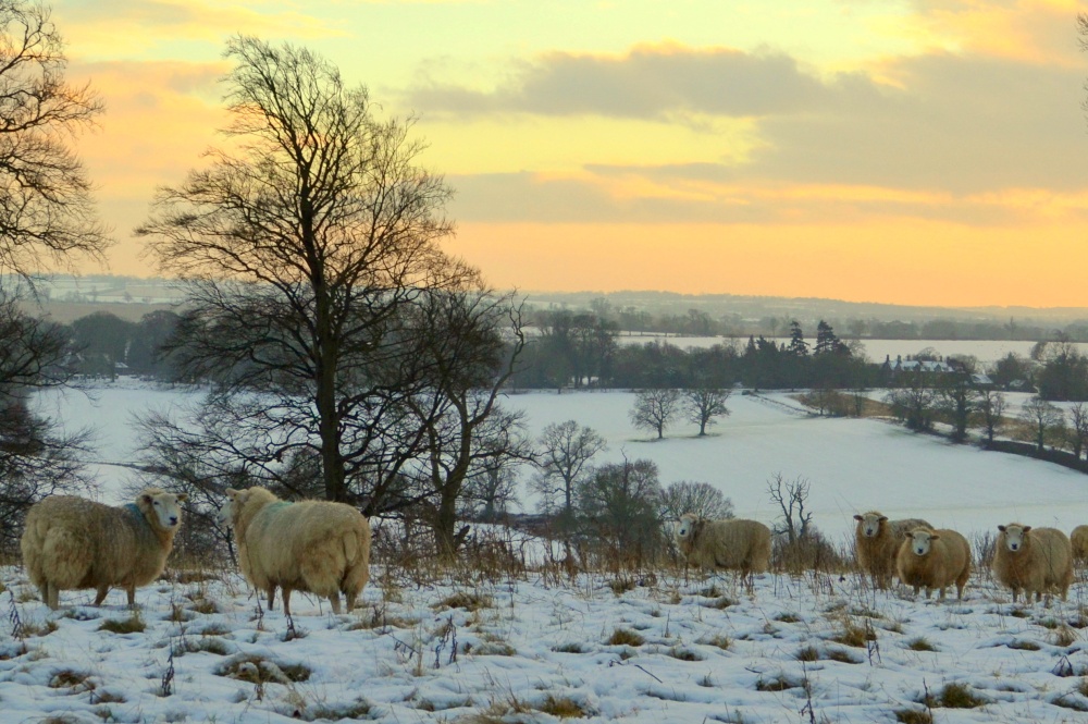 Photograph of Snowy Sheep !