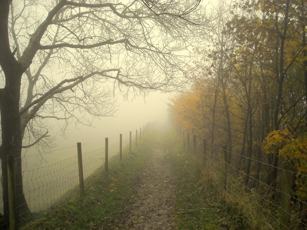 Misty morning photo by Martin Humphreys