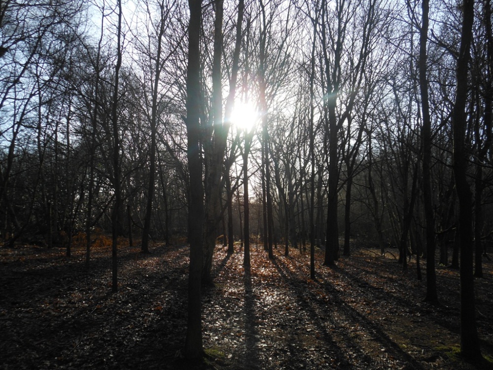 Woodland, Coombe Abbey Country Park