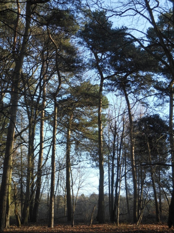 Coombe Abbey Country Park