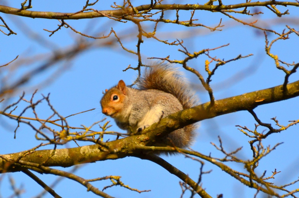 Grey Squirrel