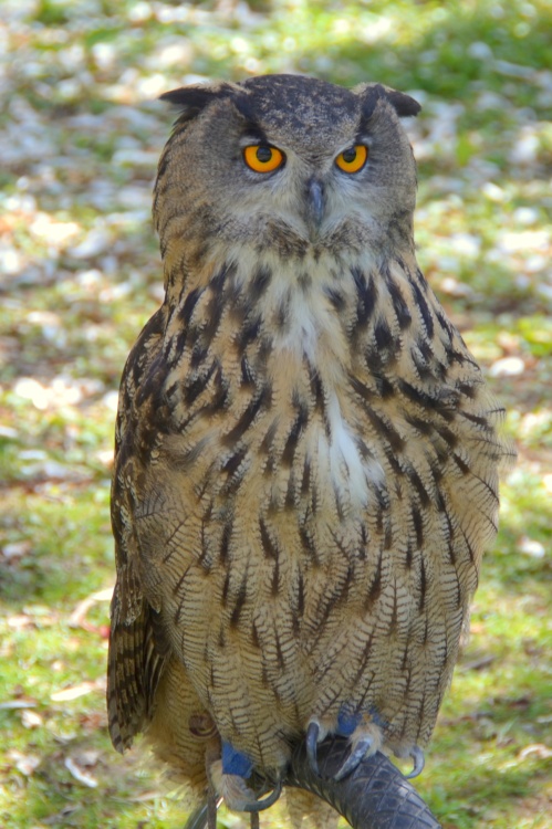 Eagle Owl