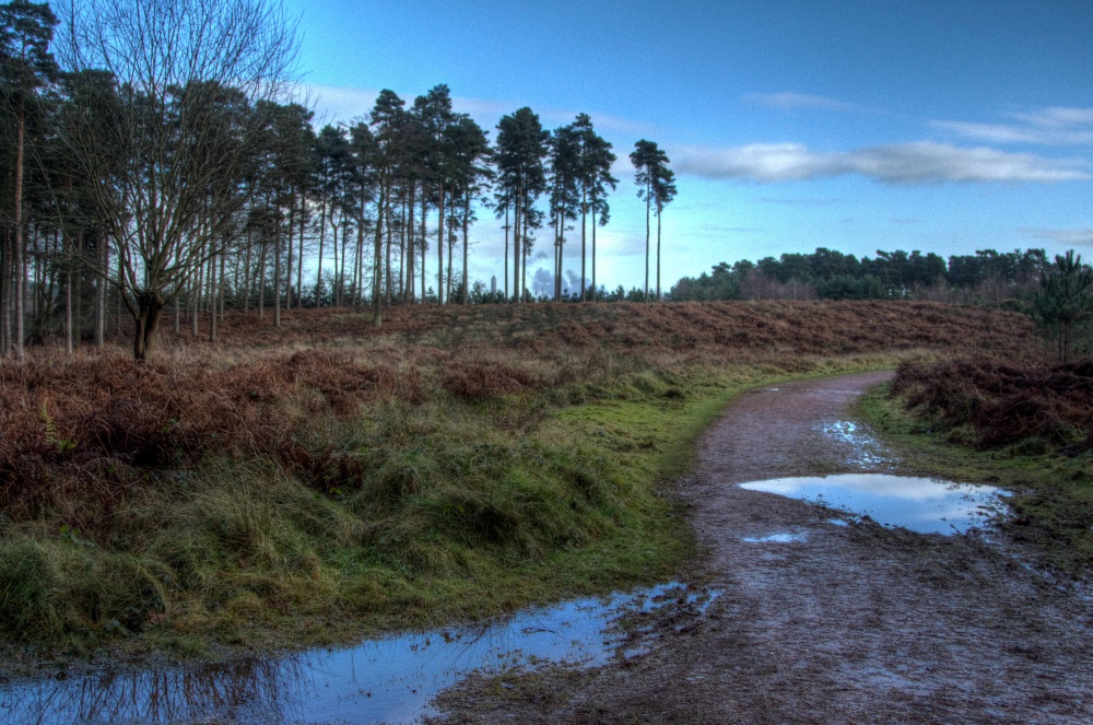 Cannock Chase
