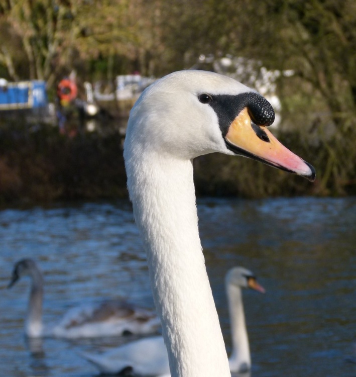 Windsor under Thames
