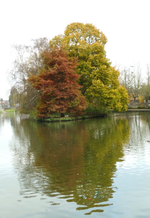 November Trees, Lowndes Park