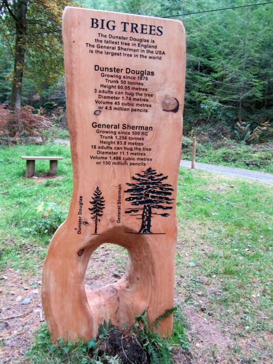 Tallest Tree in England