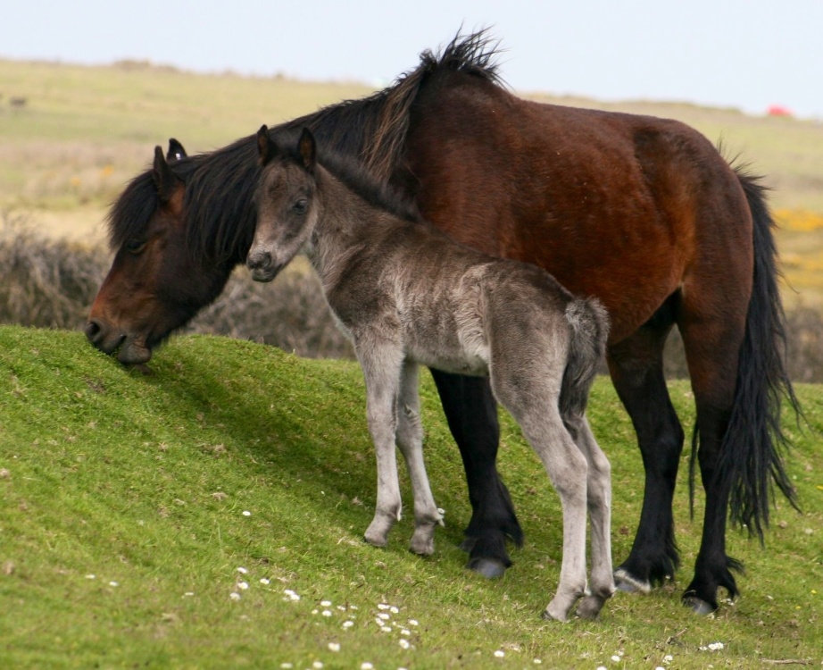 Photograph of Dartmoor ponies
