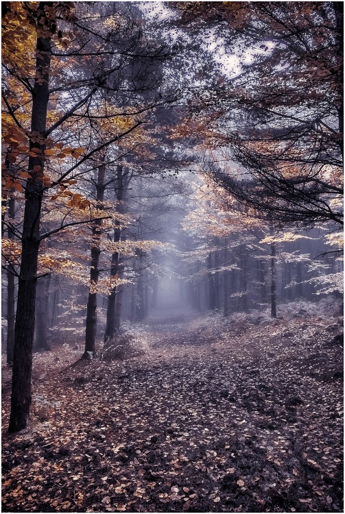 Chevin Woods near Otley, West Yorkshire