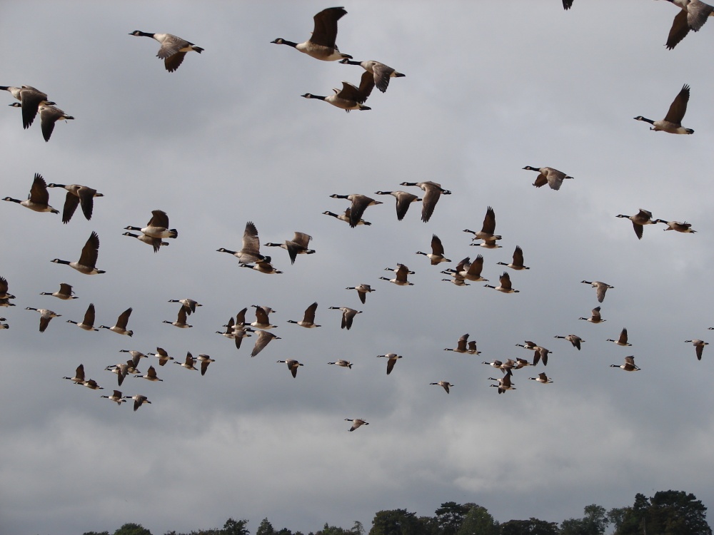 Autumn geese fly-in
