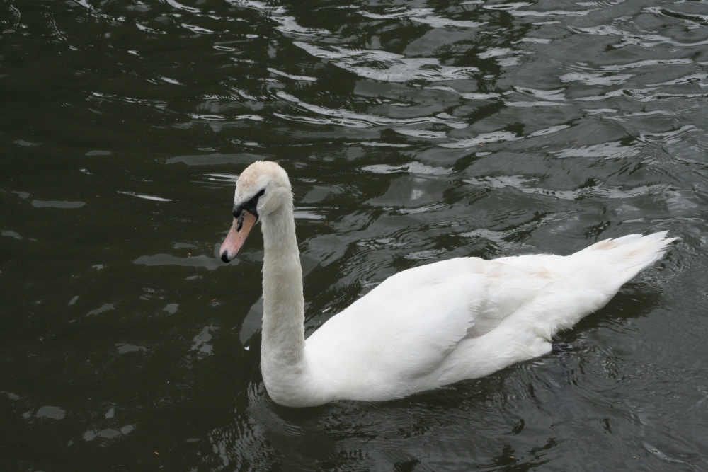Swan on Canal in Newbury