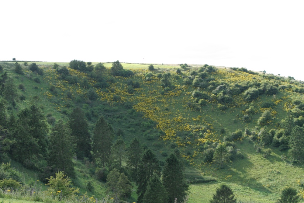 View of Watership Down (3)