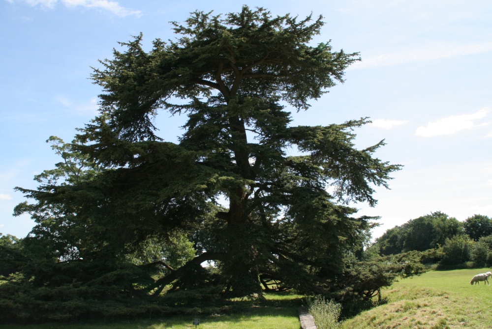 Lacock Abbey Grounds (1) - July, 2008