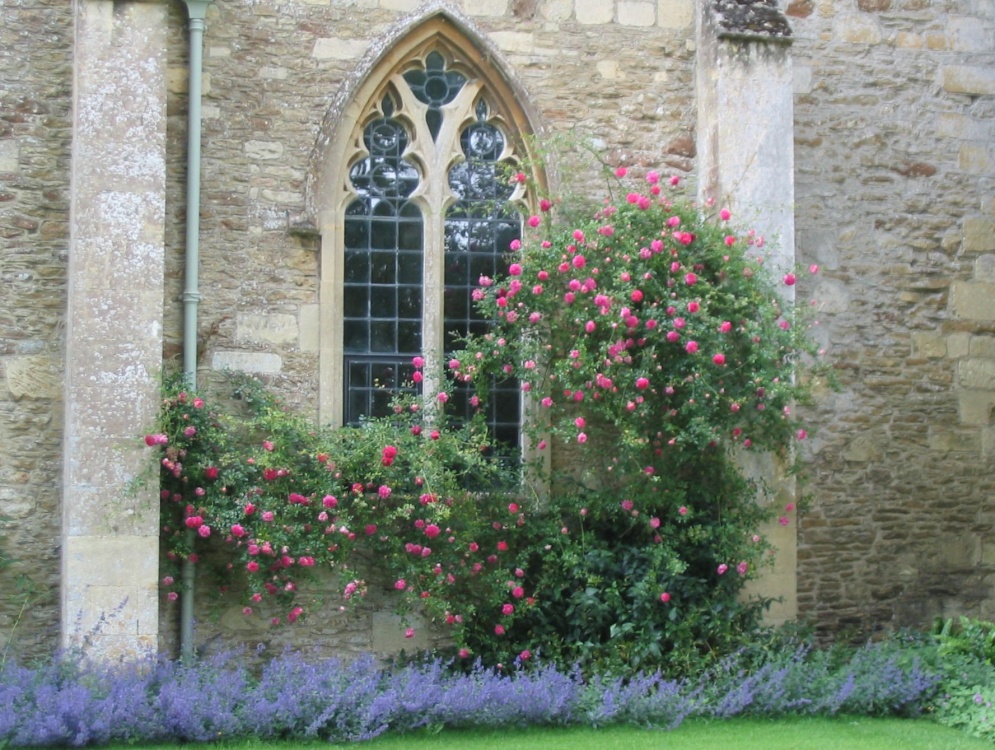 Lacock Abbey - Roses - June, 2003