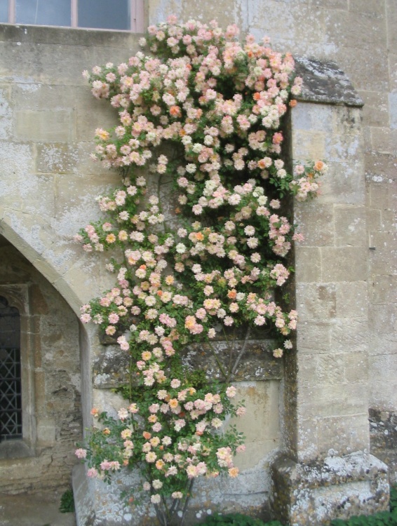 Lacock Abbey - Roses (2) - June, 2003