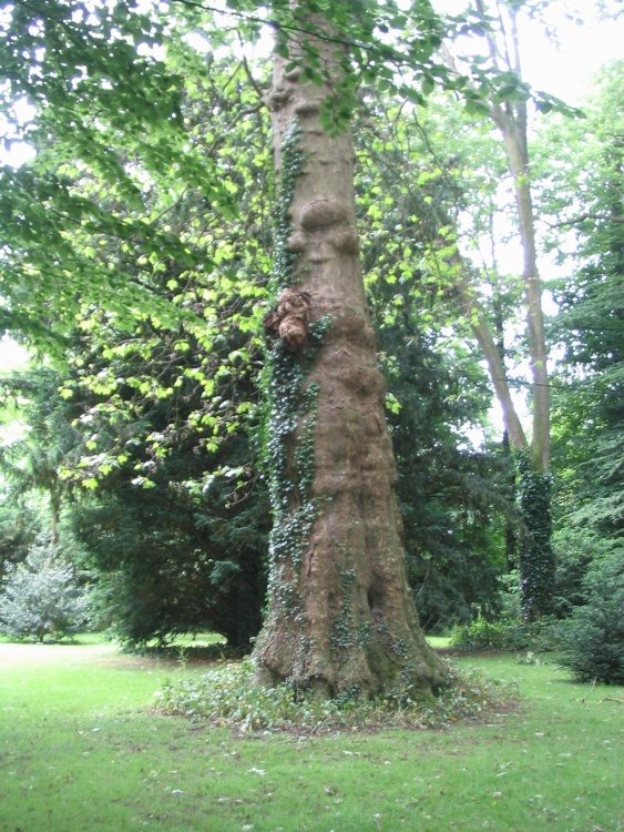 Lacock Abbey Grounds - Trees (3) - June, 2003