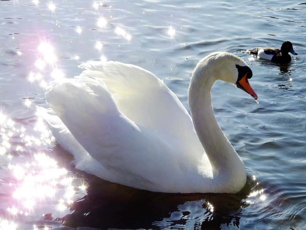 Swan & stars