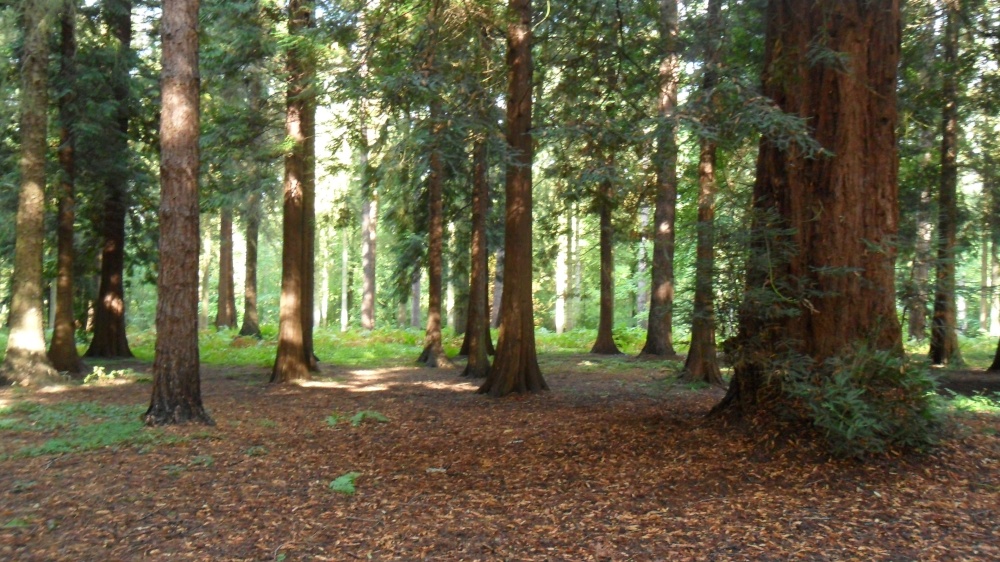 Photograph of Woodland Walk, Virginia Water Lake Surrey.