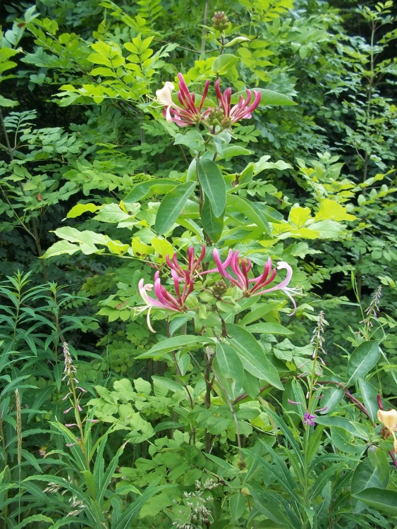 Queens Park, Castleford