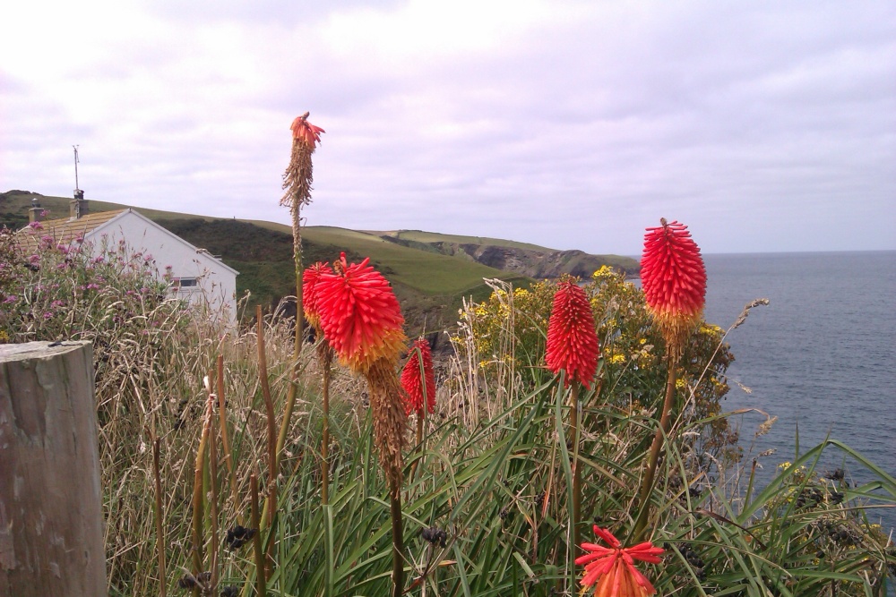 Photograph of A floral view from beyond Port Isaac