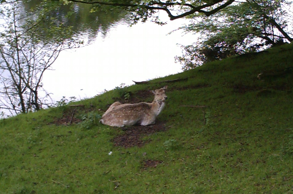 Photograph of A deer at Milnthorpe