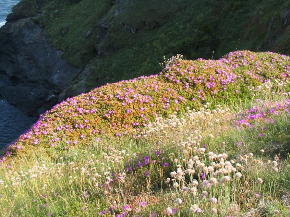 Lizard Point Wildflowers June 2003