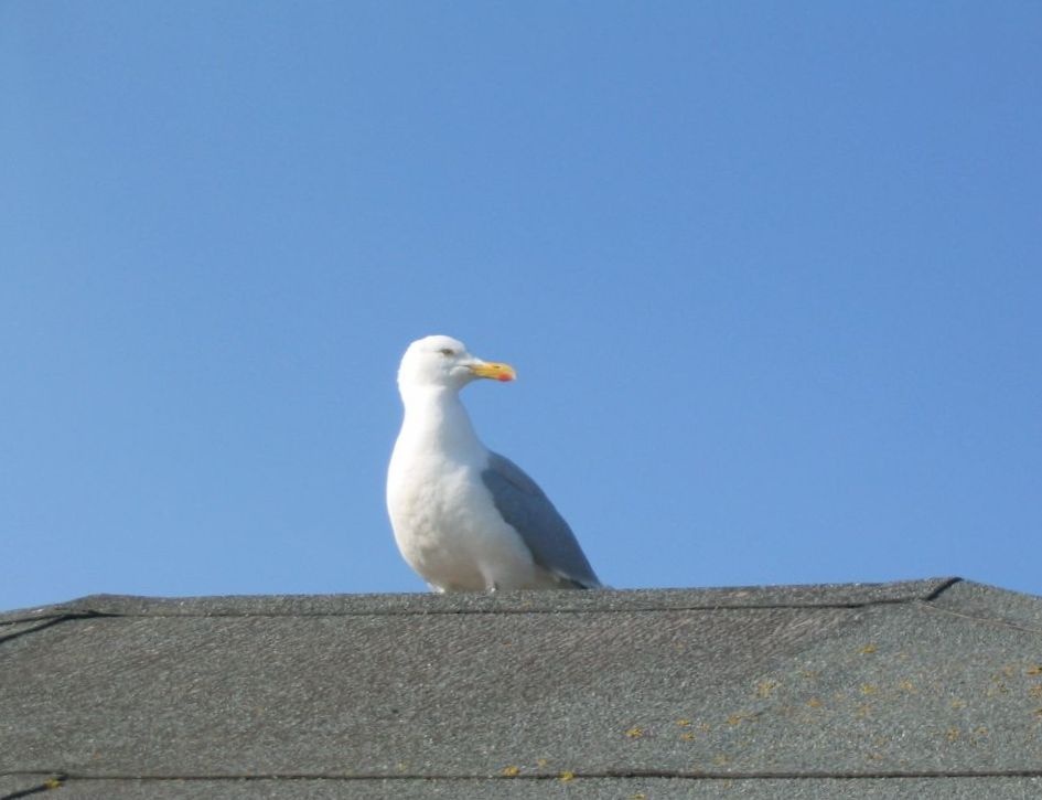 Lizard Point - Seagull on England's Most Southerly House - June 2003