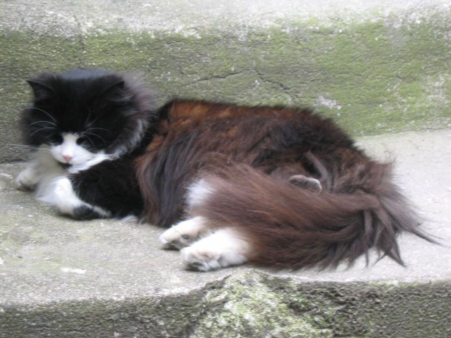 Photograph of One of the Many Cats of Mousehole (2) - June 2003