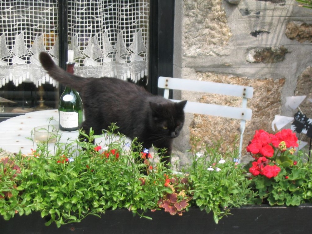 Cat's Night Out in Mousehole - June 2003
