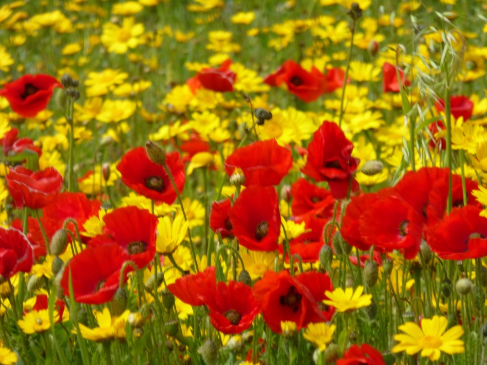 Poppies and Corn Marigolds,  Polly Joke, West Pentire, Newquay photo by Dawn Walters